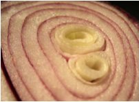 October 2007: Small things, "Red onion"