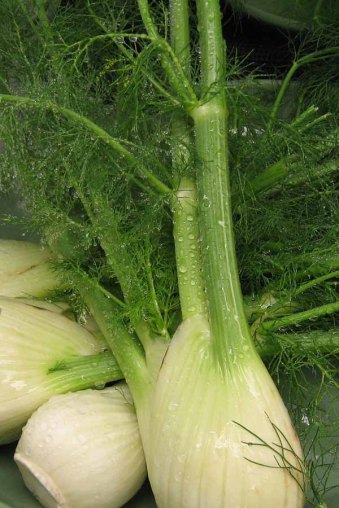 October 2009: Vegetables, "Misted anise"
