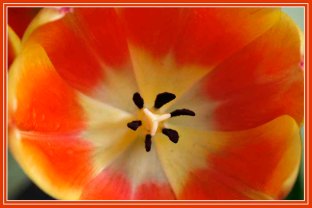 RX_tulip_4433a