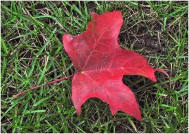 Rec maple leaf