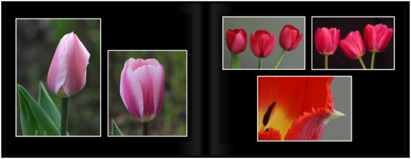TulipsPg_1213a
